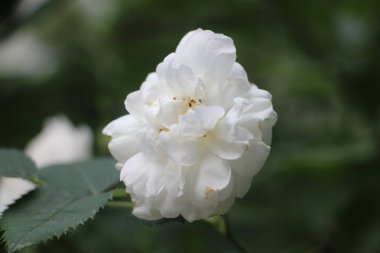 Beyaz güller yakın görünüm 