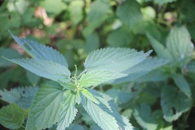 Yaklaş yeşil çalı Yapraklar güneş ışığında,