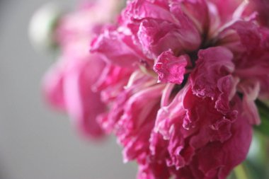 Fading peony flowers close up view