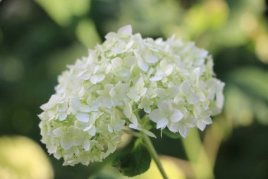 Çiçek tarlası güzel manzara 