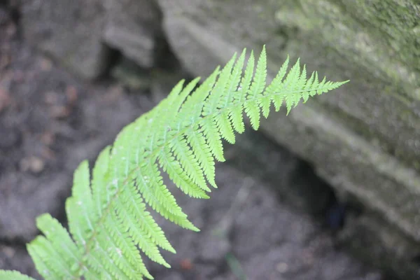 Groene Bladeren Van Dichtbij Bekijken — Stockfoto