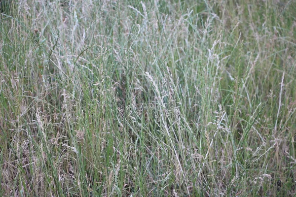 Selectieve Zachte Focus Van Weide Droog Gras Riet Stengels — Stockfoto