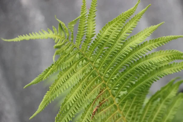 Great Green Bush Fern Forest — Stock Photo, Image