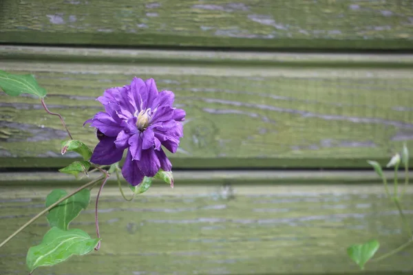 Close View Purple Flower — Stock Photo, Image