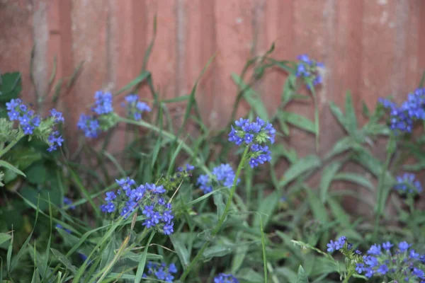 Blomsterfält Vacker Utsikt — Stockfoto