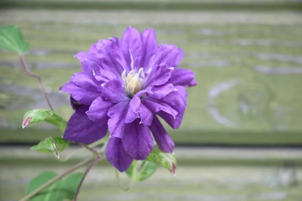 Vista Cerca Flor Púrpura —  Fotos de Stock