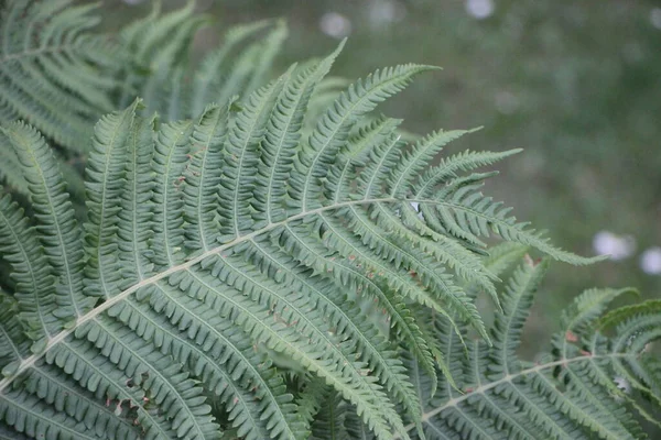 Great Green Bush Fern Forest — Stock Photo, Image