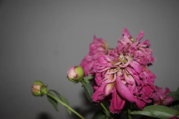 Fading Peony Flowers Close View — Photo