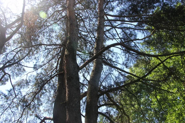 Alberi Verdi Contro Sfondo Cielo Blu — Foto Stock