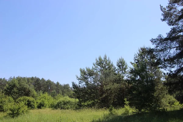 Holzstruktur Der Baumrinde — Stockfoto