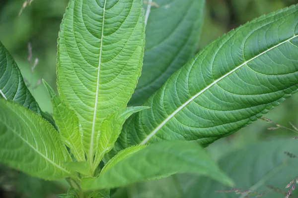 Closeup Green Bush Leaves Light Sun — Stock Photo, Image