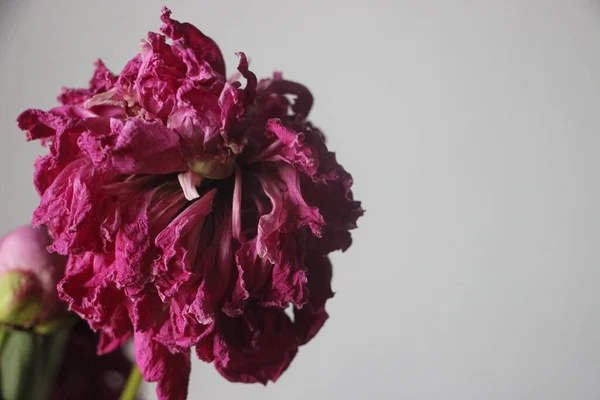 Fading Peony Flowers Close View — Photo