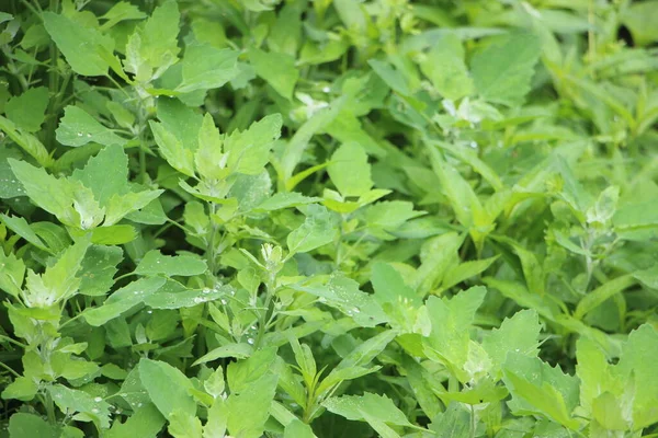 Yaklaş yeşil çalı Yapraklar güneş ışığında,