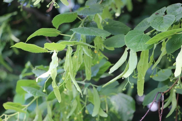 Gros Buisson Vert Avec Des Feuilles Dans Une Lumière Soleil — Photo