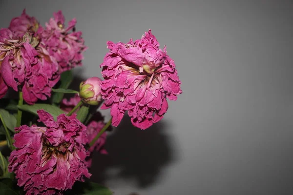 Desvanecendo Flores Peônia Vista Perto — Fotografia de Stock
