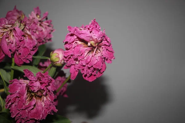 Fading Peony Flowers Close View — Photo