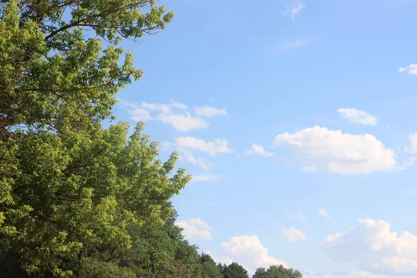 Grüne Bäume Vor Blauem Himmel Hintergrund — Stockfoto