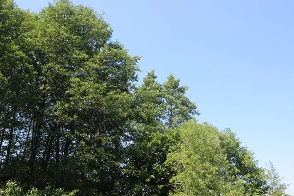 Holzstruktur Der Baumrinde — Stockfoto