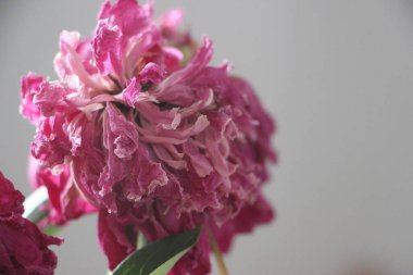 Fading peony flowers close up view