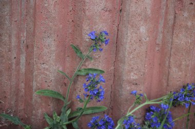 Çiçek tarlası güzel manzara 