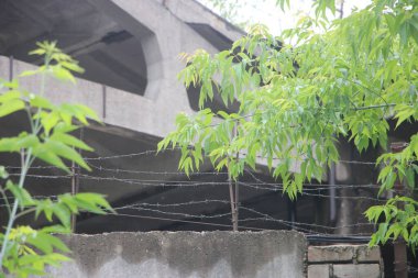 Ağaçlara yakın görüntüde yeşil yapraklar