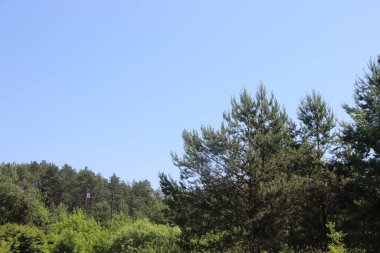 Ağaç kabuğunun ahşap dokusu