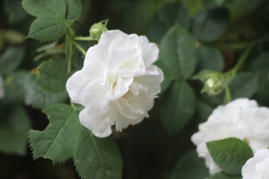 Beyaz güller yakın görünüm 