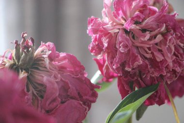 Fading peony flowers close up view