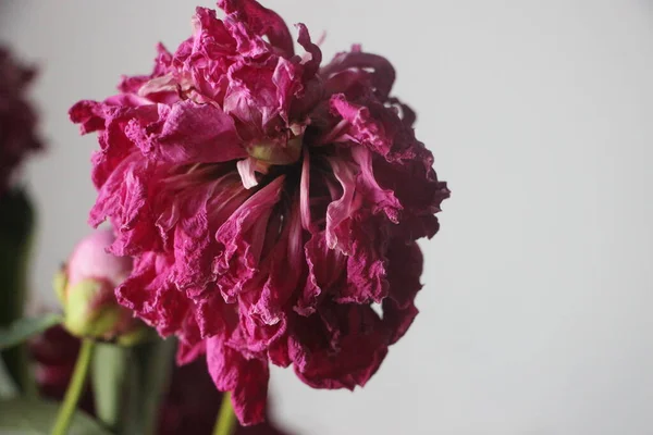 Fading Peony Flowers Close View — Photo