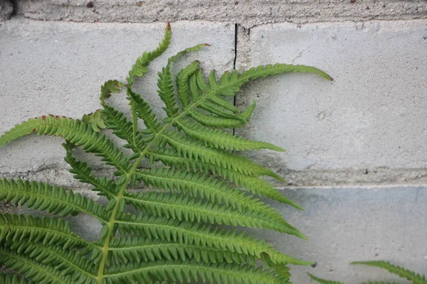 Great Green Bush Fern Forest — Stock Photo, Image