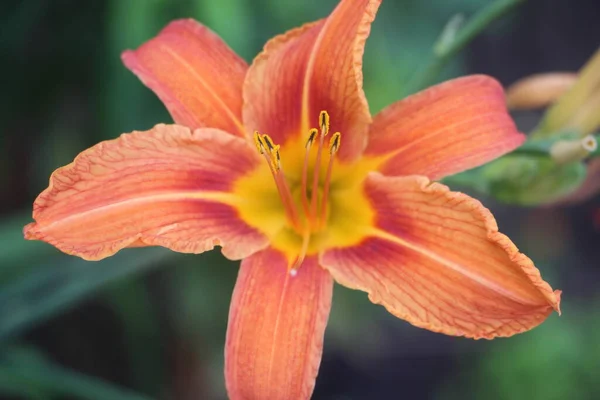 Fiore Arancio Vista Vicino Giardino — Foto Stock