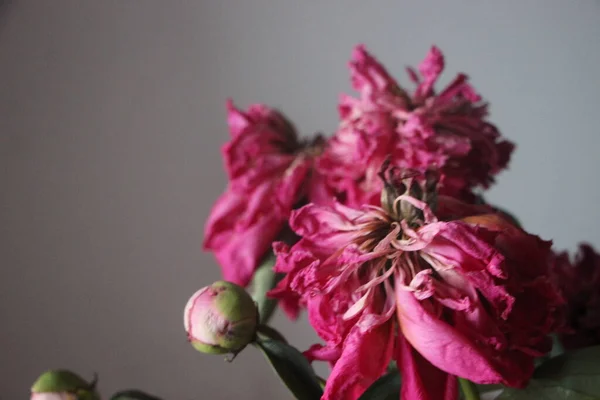 Fading Peony Flowers Close View — Photo