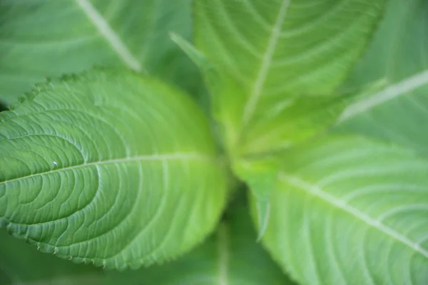 Closeup Green Bush Leaves Light Sun — Stock Photo, Image