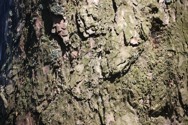 Texture Bois Écorce Arbre — Photo