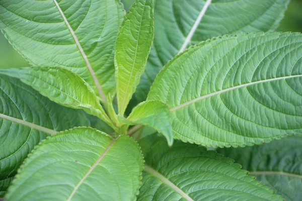 Closeup Green Bush Leaves Light Sun — Stock Photo, Image