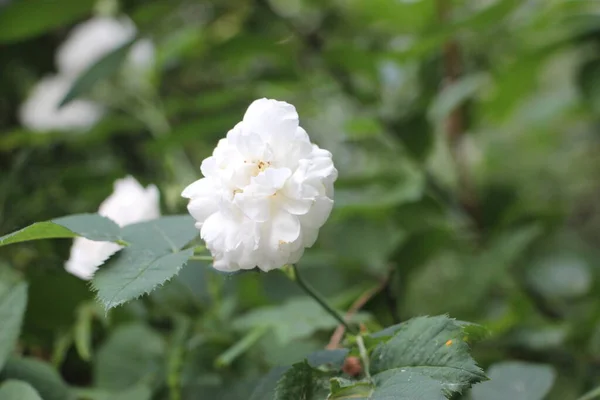 Rosas Brancas Vista Perto — Fotografia de Stock