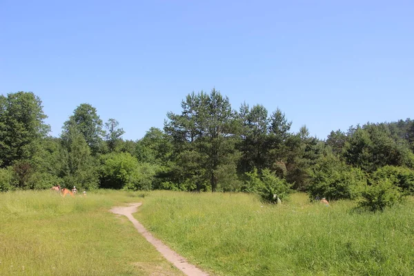 Green Forest Summer Trees — Stockfoto