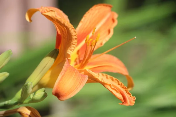 Orange Flower Close View Garden — Photo