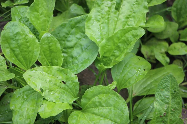 Närbild Grön Buske Med Blad Ett Ljus Sol — Stockfoto