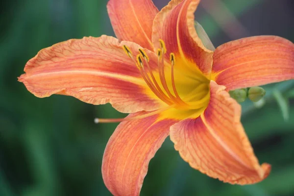 Orange Flower Close View Garden — Stock Photo, Image