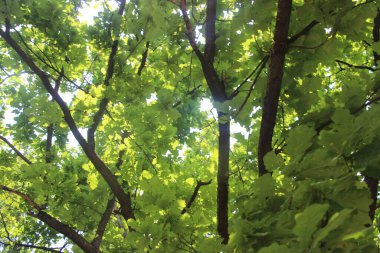 Parkın yeşil yaprakları.