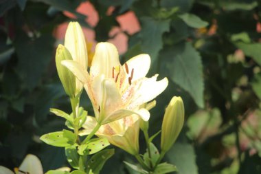 Tarlada çiçek güzel manzara 