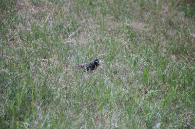 little black bird in the grass outdoors 
