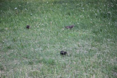 Siyah sığırcıklar yeşil çimlerde yürür