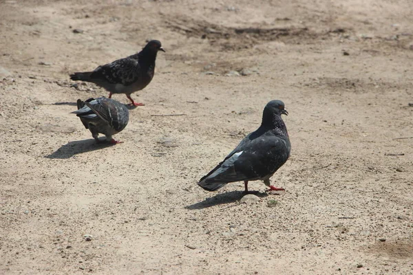 Palomas Parque Sobre Naturaleza —  Fotos de Stock