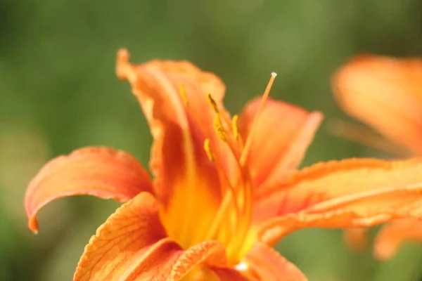 Оранжевый Лиловый Цветок Крупным Планом — стоковое фото