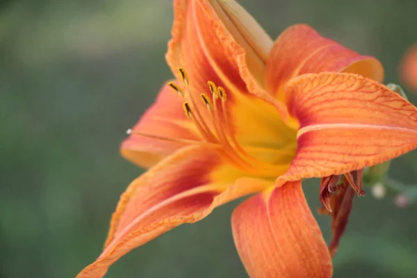 Flor Lirio Naranja Vista Cerca — Foto de Stock