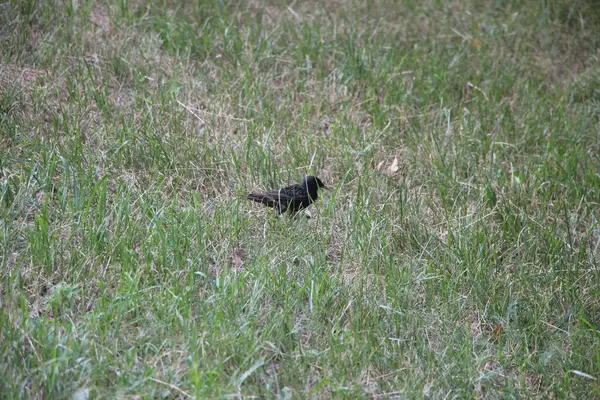 Little Black Bird Grass Outdoors — Stock Fotó