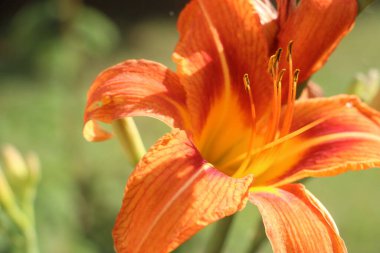 orange lily flower close up view 