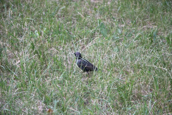 Pequeño Pájaro Negro Hierba Aire Libre — Foto de Stock